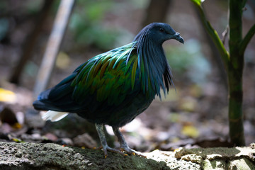 Nicobar pigeon are eating seeds on a feeding area by zoo staff.