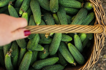 Basket full with fresh cucumbers from garden. Gardening concept. Close up, top view