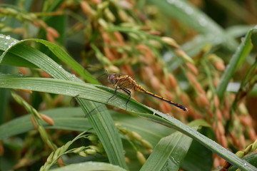 dragonfly on leaf