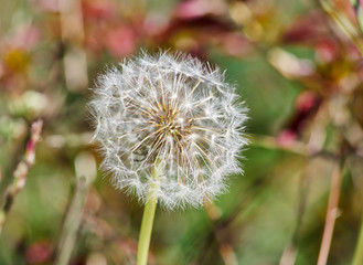 dandelion on green background