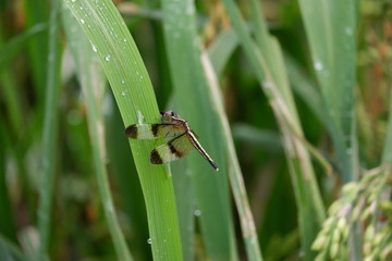 spider on leaf