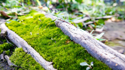 sprinkler in the garden