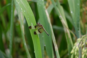 dragonfly on leaf