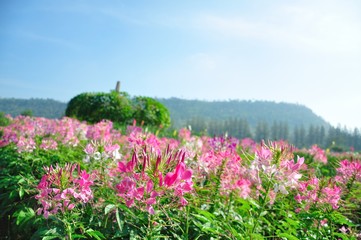 Obraz premium pink flower