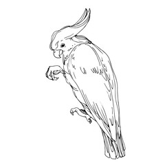 Vector Sky bird cockatoo in a wildlife isolated. Black and white engraved ink art. Isolated parrot illustration element. © LIGHTFIELD STUDIOS