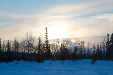 morning in the forest