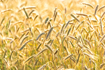 Getreide auf einem Feld vor der Ernte