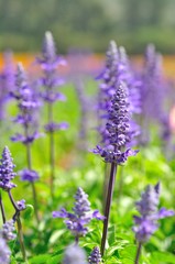 lavender flower in the field