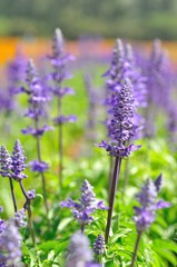 lavender flower in the field