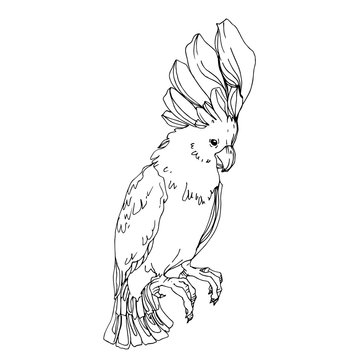 recommend clip art: Vector Sky bird cockatoo in a wildlife isolated. Black and white engraved ink art. Isolated parrot illustration element.