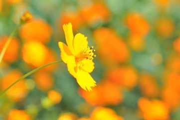 yellow flower in the field