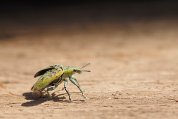 Close-up a Green Weevil or Leaf Weevil insect (Polydrusus impressifrons) open it's wings try to fly up to the sky on wood texture background.