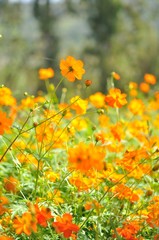 yellow flower in the field