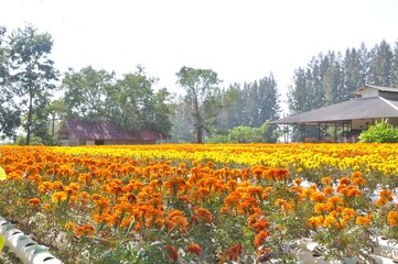 yellow flower in the field