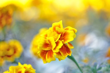 yellow flower in the field