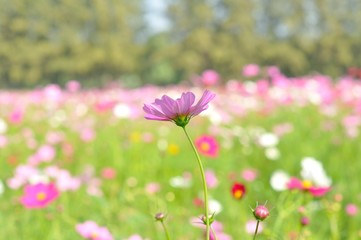 Fototapeta premium cosmos flower