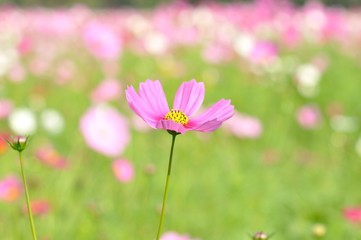 Fototapeta premium cosmos flower