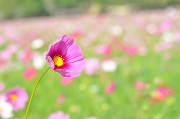 Obraz premium cosmos flower