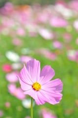 cosmos flower