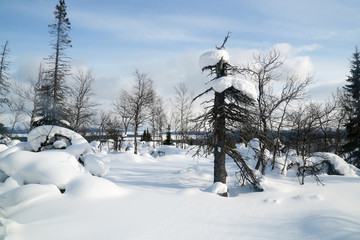 snow covered trees