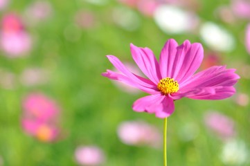 Fototapeta premium cosmos flower