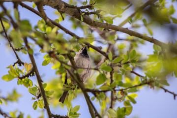 moineau