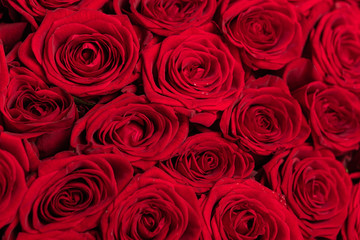 Background of red rose horizontal orientation close-up
