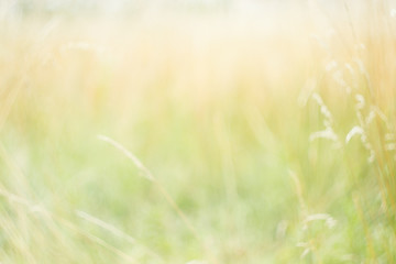Obraz na płótnie Canvas Blurred background. Summer background. Blurred meadow, flowers, plants, herbs. Natural background.