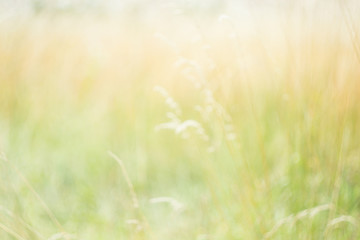 Blurred background. Blurred meadow, flowers, plants, herbs. Natural background. Natural concept.