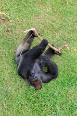 Beautiful close up of a big alpha male silverback  western lowland gorilla playing in a field