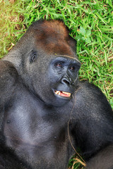 Obraz premium Beautiful close up of a big alpha male silverback western lowland gorilla playing in a field
