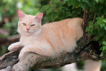 Naklejka na ściany i meble Ginger cat sitting on a tree branch on a sunny day.
