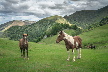 Horses in the french Pyrenees mountains