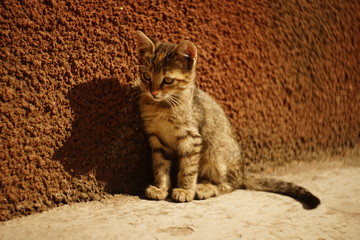 Striped kitten sitting on a stone floor on a sunny day, sunlight and shadow, little tabby cat portrait outdoors.