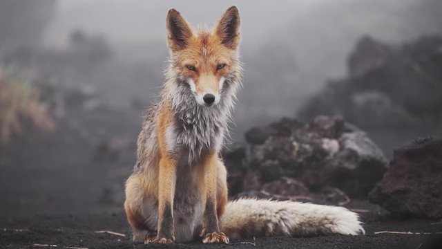 Cute funny fox looks at the camera, lies down and stretches. Fox in the wild, Kamchatka, Russia