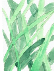 Grasses on an Isolated Background, Hand Drawn Water Color Painting