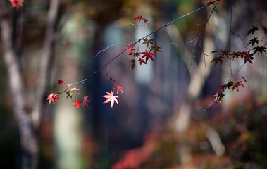 紅葉