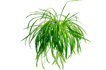 Chlorophytum is an evergreen perennial flowering plant. Often used for medical purposes. Isolated on white background for home design or landscaping project.