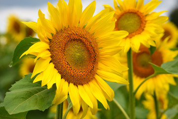 Bright yellow sunflowers against a background of blue sky