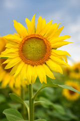 Bright yellow sunflowers against a background of blue sky