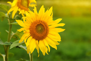 Bright yellow sunflowers on natural green background