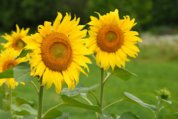 Obraz premium Bright yellow sunflowers on natural green background