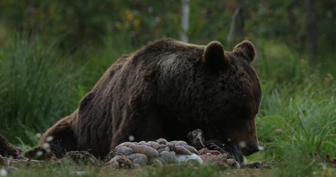 Brown bear walking around lake in the morning light. Dangerous animal in nature forest and meadow habitat. Wildlife scene from Finland near Russian border. Bear with carcass.