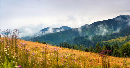 Amazing mountain landscape with fog and colorful herbs. Sunny morning after rain. Carpathian, Ukraine, Europe