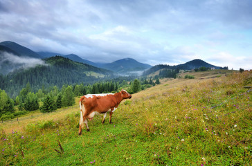 Fototapeta na wymiar Brown cow with a white pattern on a mountain pasture. Foggy morning in the Carpathians