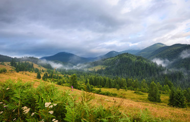 Fototapeta na wymiar Amazing mountain landscape with fog and colorful herbs. Authumn morning after rain. Carpathian, Ukraine, Europe