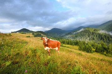 Fototapeta na wymiar Brown cow with a white pattern on a mountain pasture. Foggy morning in the Carpathians