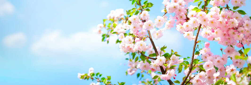 Blossoming cherry on background blue sky and white clouds in spring on nature outdoors. Pink sakura flowers, amazing colorful dreamy romantic artistic image spring nature, banner format, copy space.