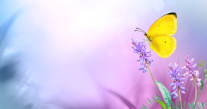 Yellow butterfly close-up macro on wild meadow purple flowers in spring  summer on a beautiful soft blurred blue pink violet background. Gentle  artistic image of nature, copy space. Stock Photo | Adobe