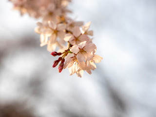 桜のつぼみ